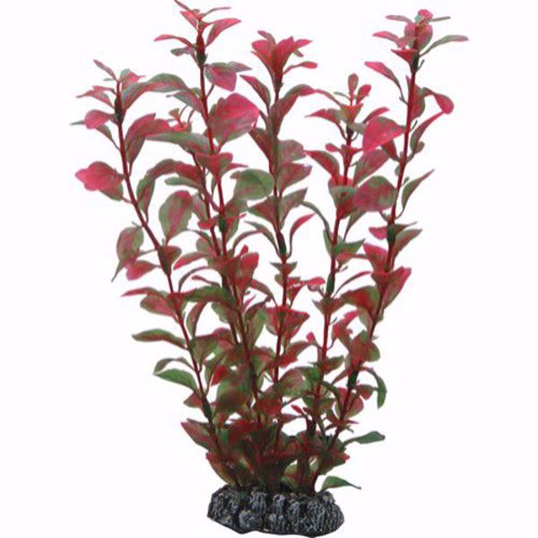 Ludwigia 25 cm.