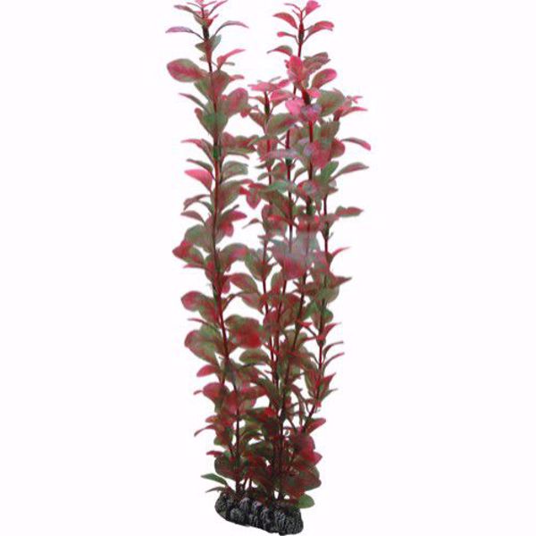 Ludwigia 34 cm.