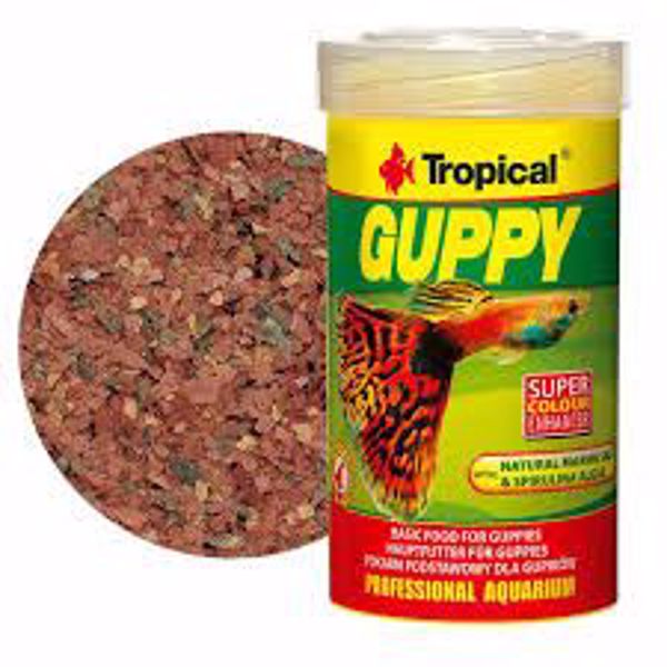 Tropical Guppy Super Colour